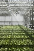 Watering basil in a greenhouse