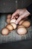 Eggs on a conveyor belt on a chicken farm