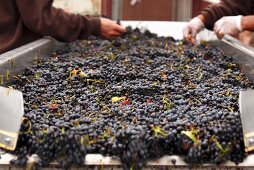 Pinot Noir Trauben auf Sortiertisch, De Loach Vineyards, Kalifornien, USA