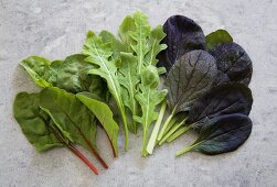 Verschiedene Salatblätter (roter Pak Choi, Spinat, Rucola)