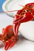 Lobster in an enamel pot