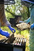 Beekeeper tending beehive