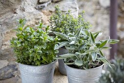 Sage, peppermint and thyme in pots in front of a stone wall
