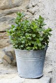 Peppermint in a pot on a stone wall