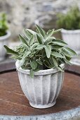 Sage in flowerpot