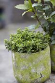 Marjoram in a stone pot