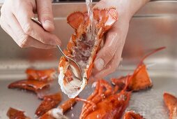 Meat being removed from lobster carcasses