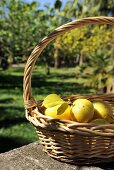 Frisch geerntete Zitronen im Körbchen