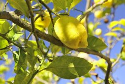 Zitronenbaum mit reifen Früchten (Close Up)