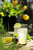 A glass of lemon and ginger lemonade in a garden