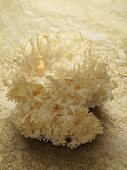 Frisee mushrooms (Hericium coralloides)