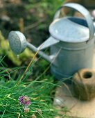 Schnittlauch, Giesskanne und Schnur im Garten