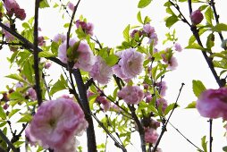 Sprigs of almond blossom