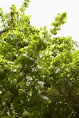 Blooming quince tree