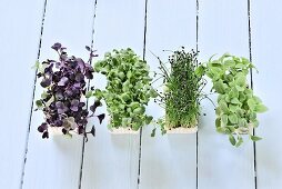 Various types of cress