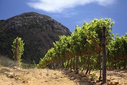 Vineyard inConstantia, Western Cape, SA