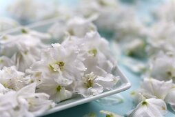 White delphiniums