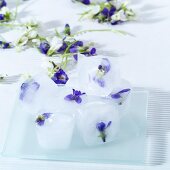 Ice cubes with violets