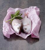 Two bream on a piece of paper