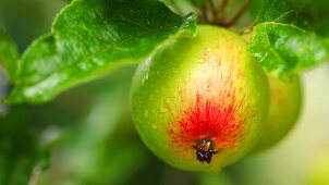 Ein Apfel am Baum