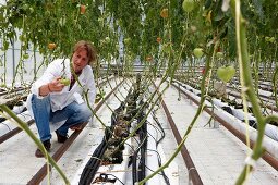 Tomatoes being checked in a greenhouse