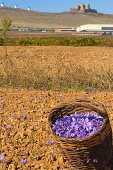 Picked saffron, Consuegra, Toledo, Castilla-La Mancha, Spain