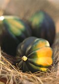 Still Life of Acorn Squash in Hay