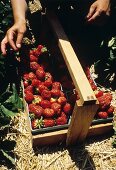 Frisch gepflückte Erdbeeren in Holzbehälter am Erdbeerfeld