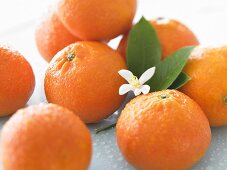 Many Oranges with Blossom