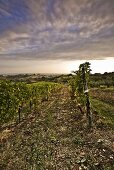 Grape Vines in Vineyard; Cloudy Sky