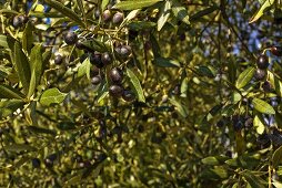 Olives on Tree