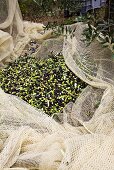 Frisch geerntete Oliven im Netz (Toskana)