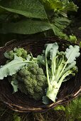 Fresh Broccoli in a Basket; Garden