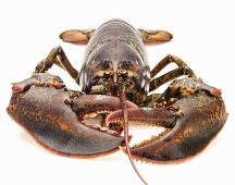 Live Maine Lobster on White