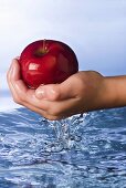 Kinderhand holt roten Apfel aus dem Wasser