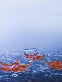 Maple Leaves Floating on Water