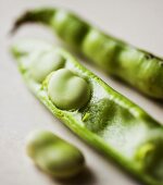 Fava Bean Pod; Close Up