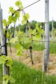Vineyard Vines; France