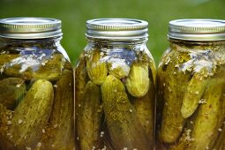 Jars of Fresh Canned Pickles with Dill and Garlic