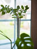 Leafy plant in a narrow metal vase in front of a window