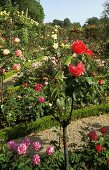 Rose garden -- standard rose with red flowers