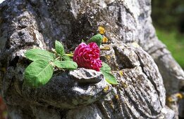 Rosenblüte liegt in der Hand einer Steinstatue