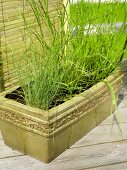 Glazed ceramic window box with grasses