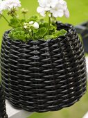 Geranium in a pot made of shiny, black rattan