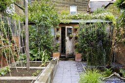 The view looking down the path a compact garden towards a wooden shed surrounded by vines and shrubs.