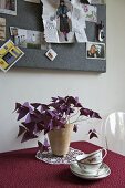 A pot plant on a table with a red tablecloth and pin board hung with photos