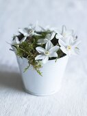 White flowers and moss in a metal pot