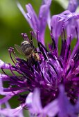 Lila Blüte mit Biene