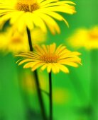 Yellow daisies