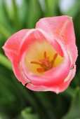 A pink tulip